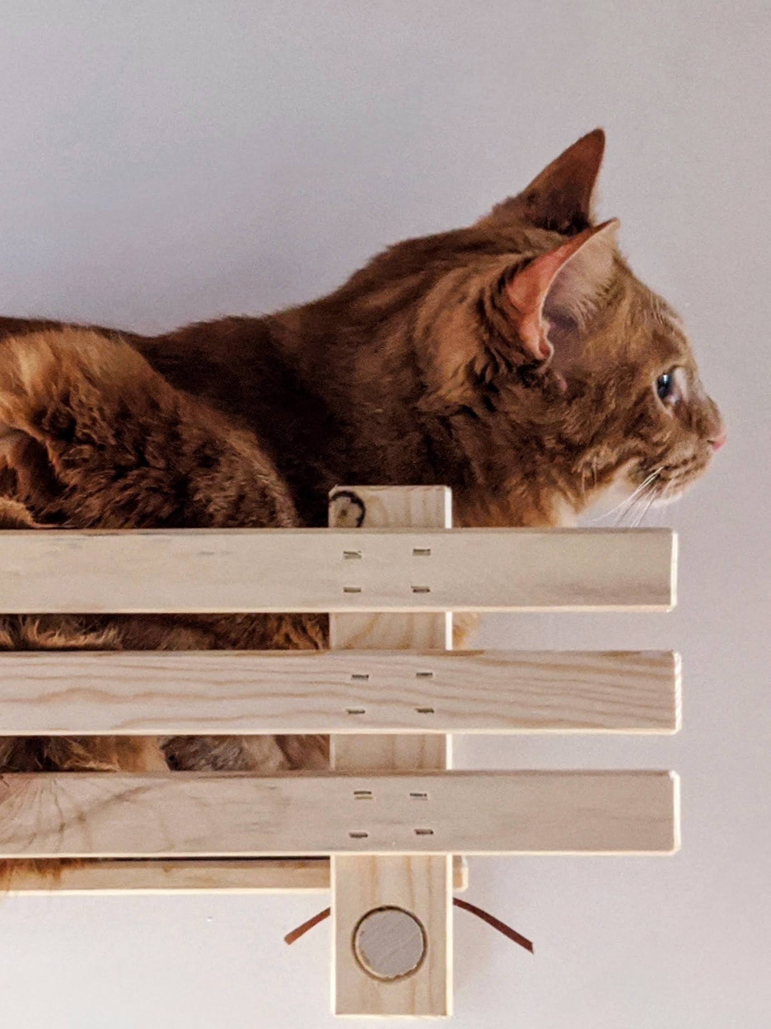 Modular Shelf Fence - ModCatShop