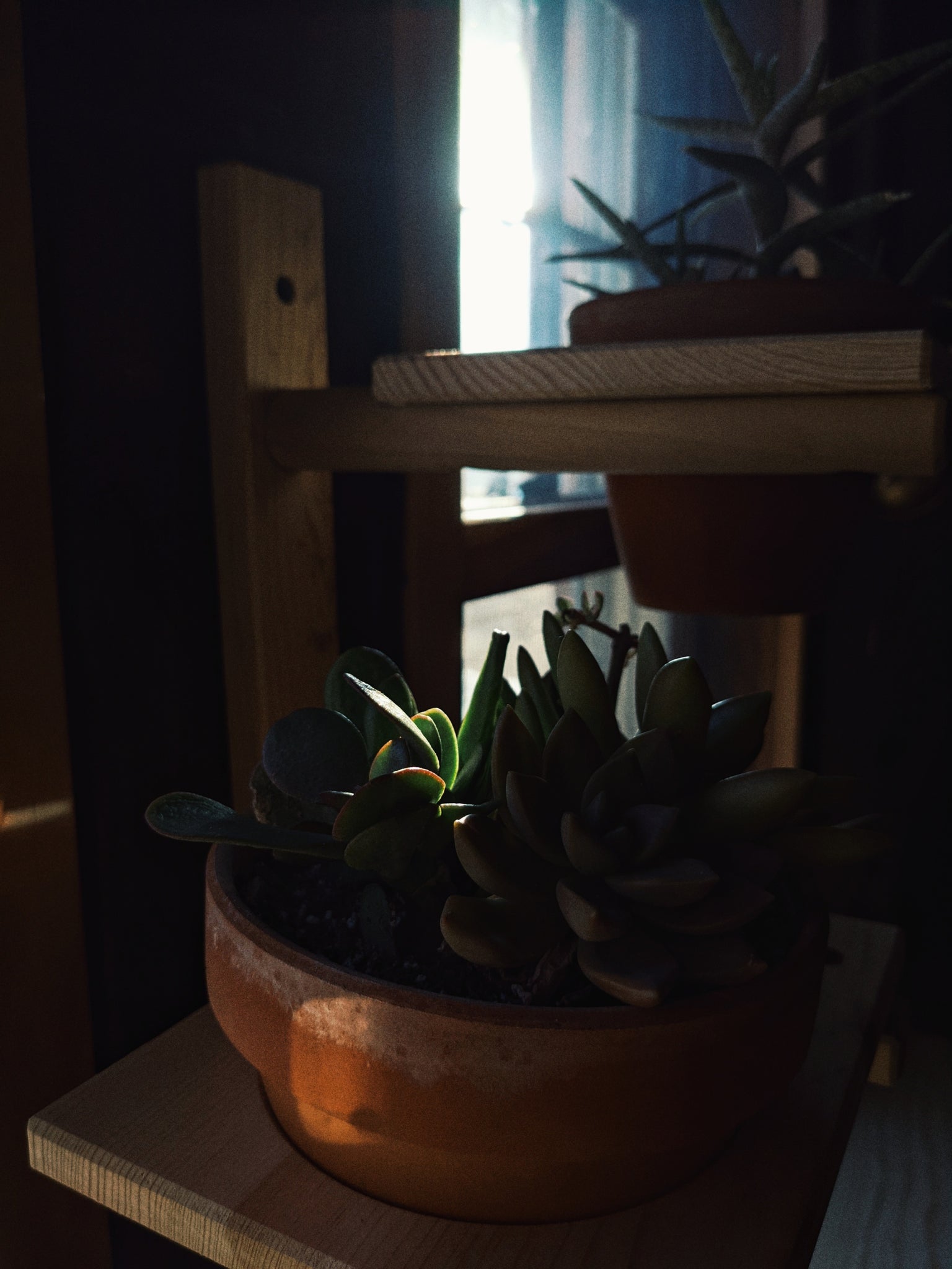 Modular Plant Shelf - ModCatShop